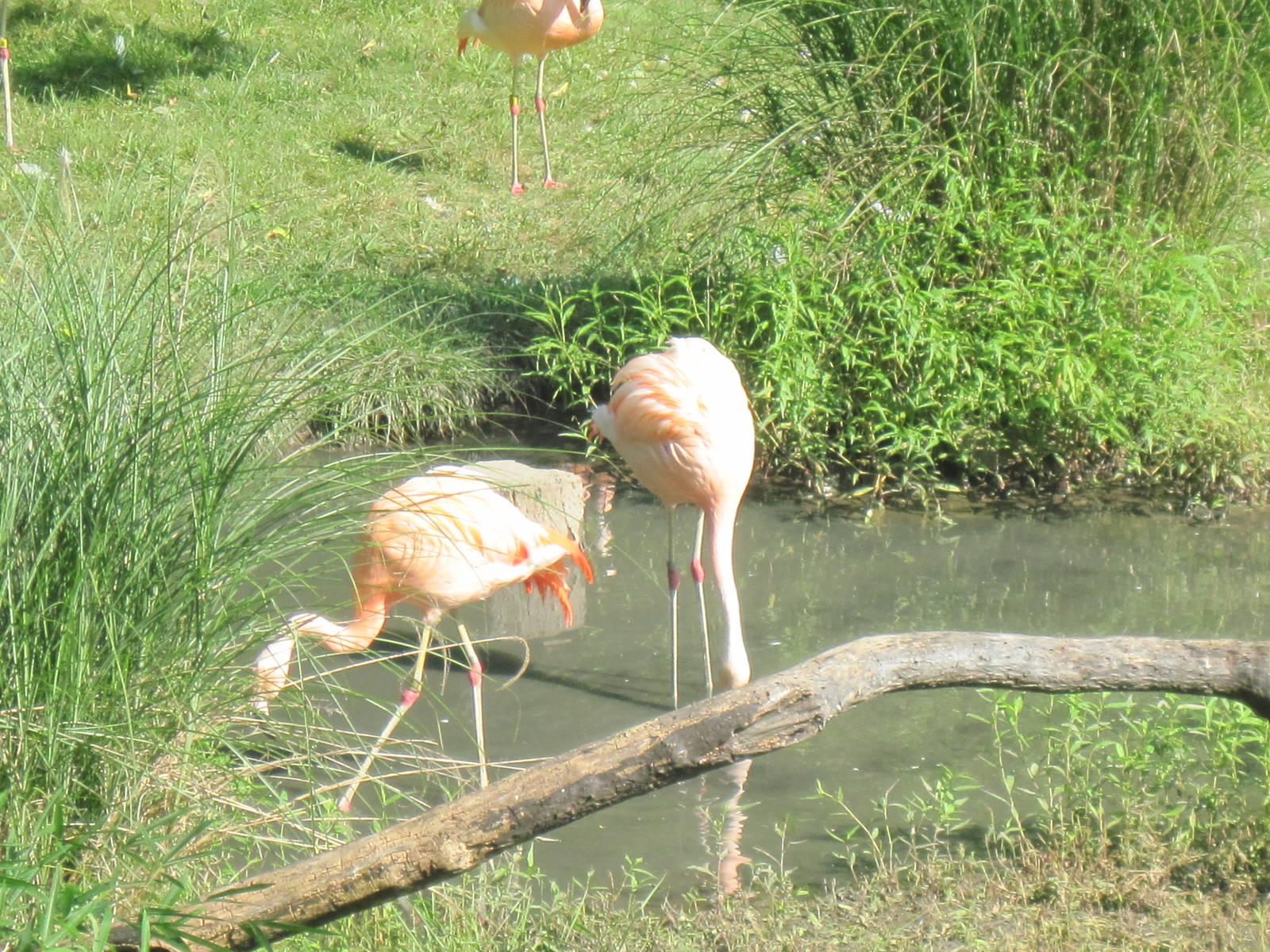 Africa-Flamingos