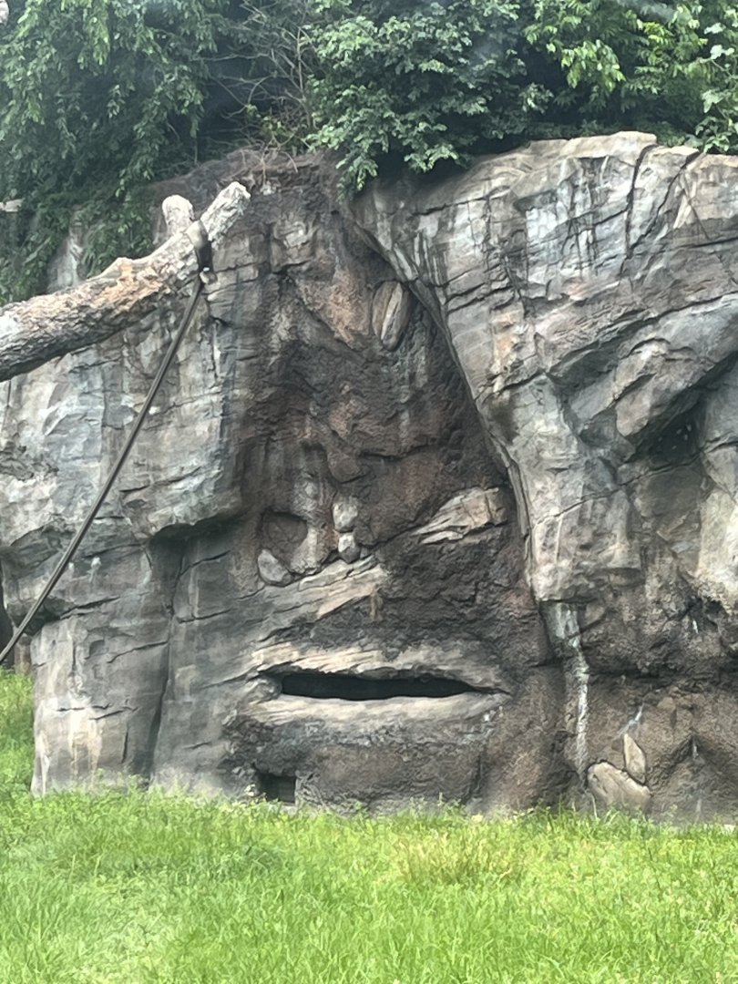 Africa Forest-Chimpanzee