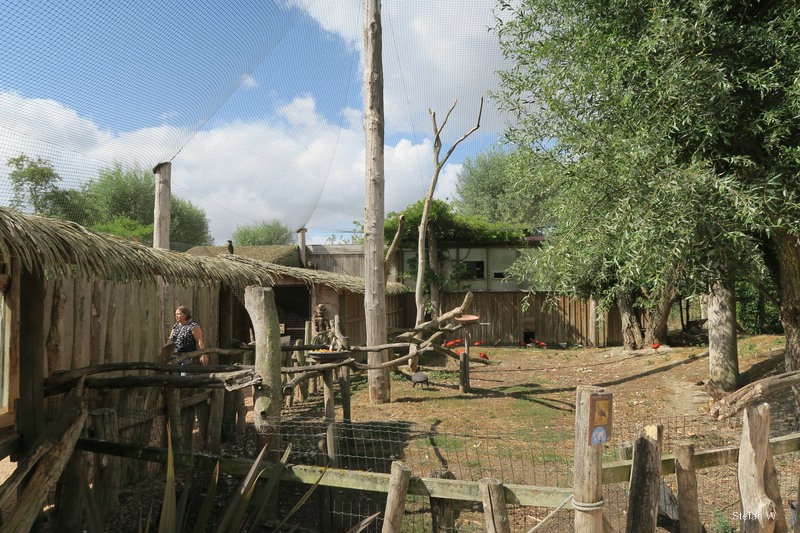 Africa - free flight aviary