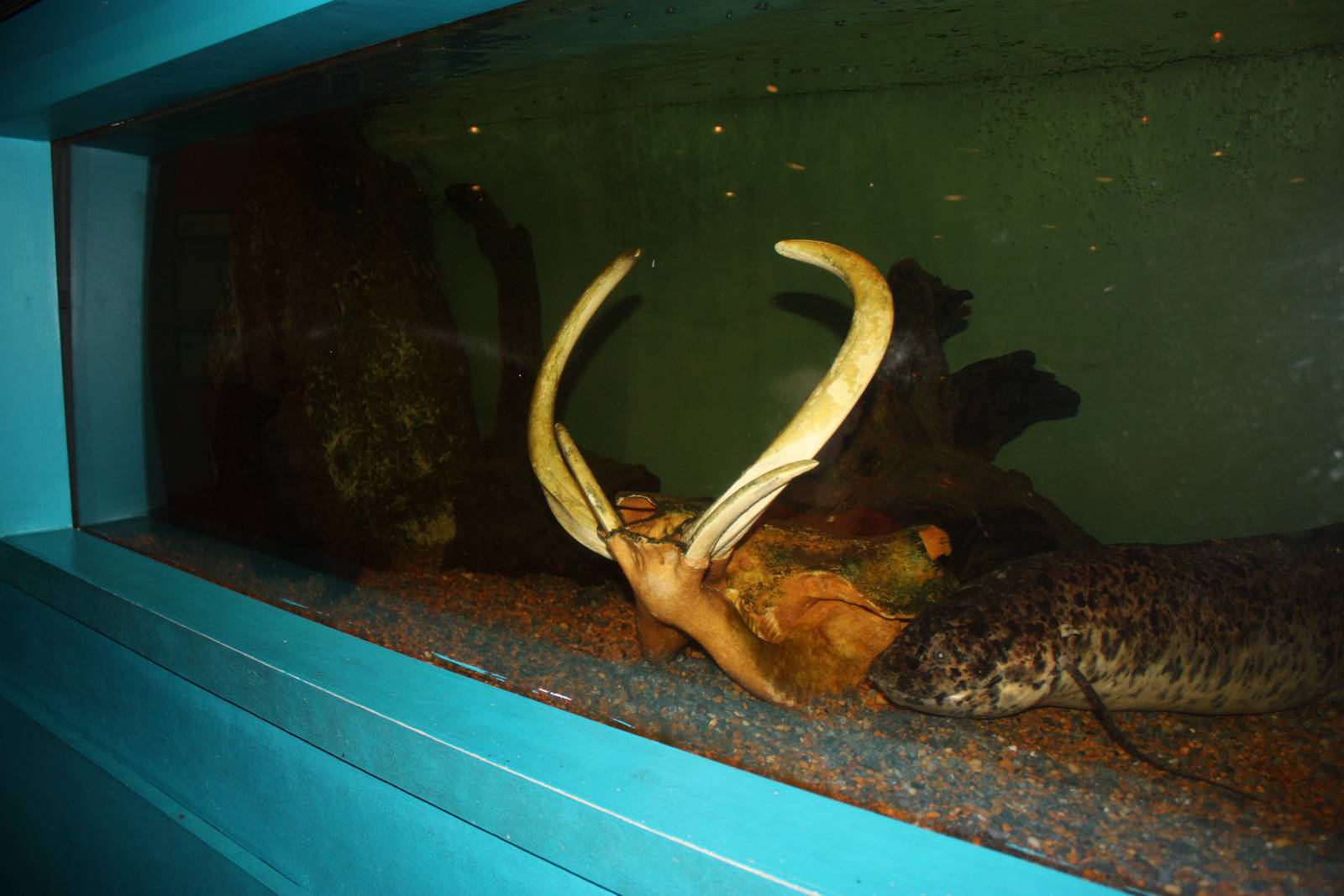 Africa: From the Desert to the Sea- African Lungfish Exhibit