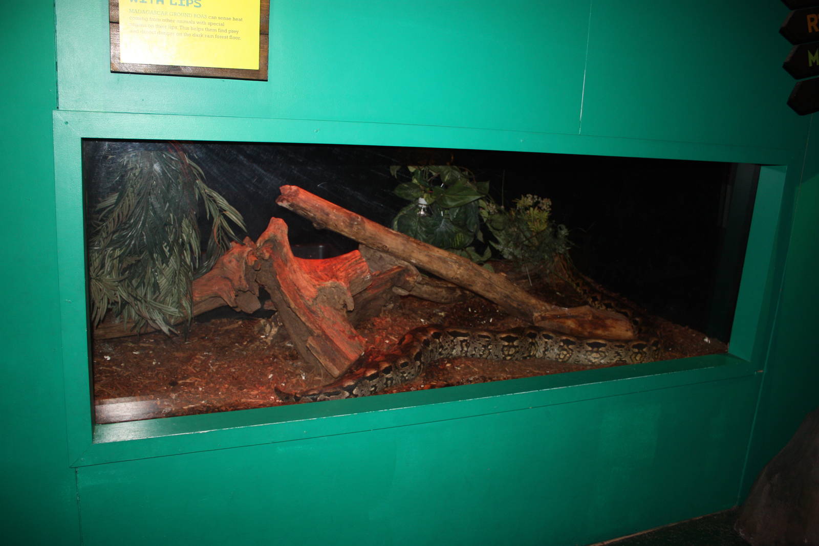 Africa: From the Desert to the Sea- Ground Boa Exhibit