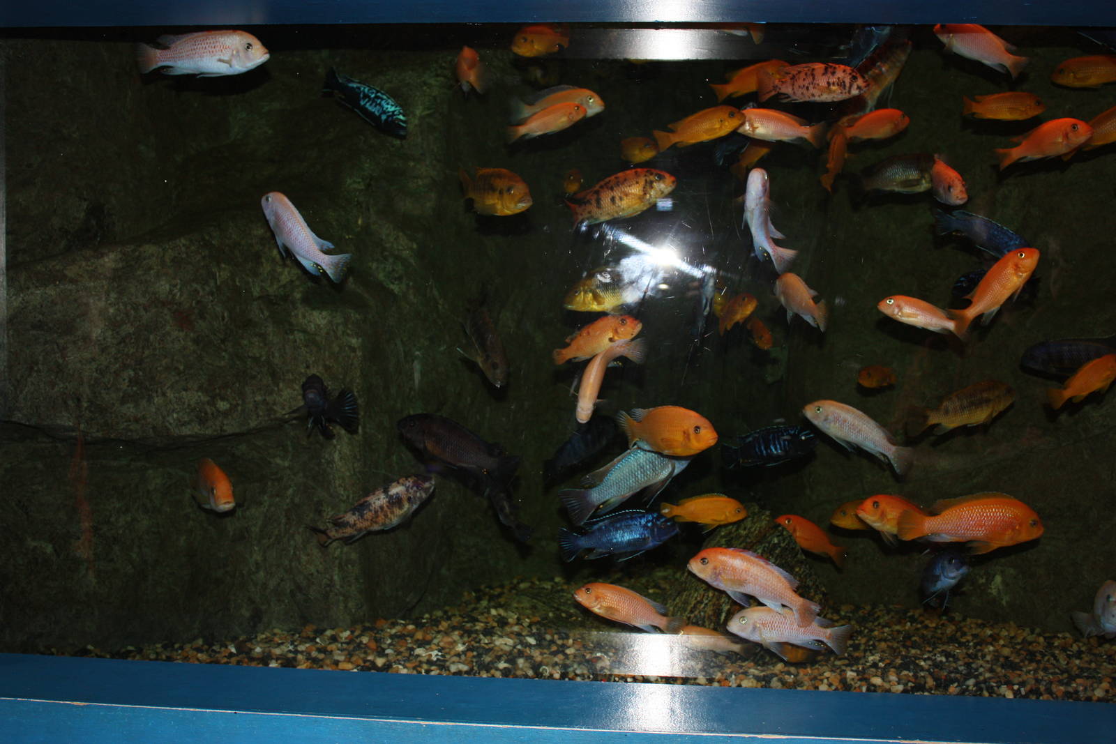 Africa: From the Desert to the Sea- Lake Malawi Exhibit