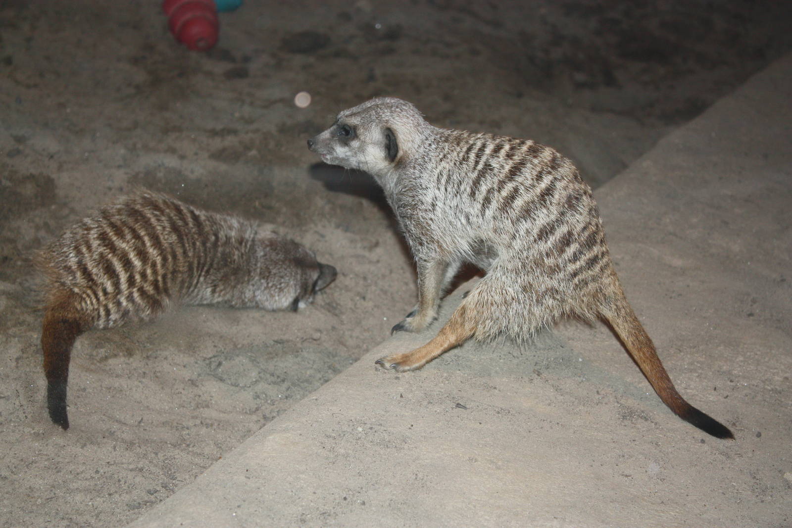 Africa: From the Desert to the Sea- Meerkats
