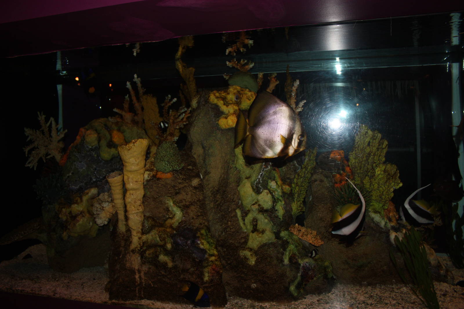 Africa: From the Desert to the Sea- Red Sea Exhibit