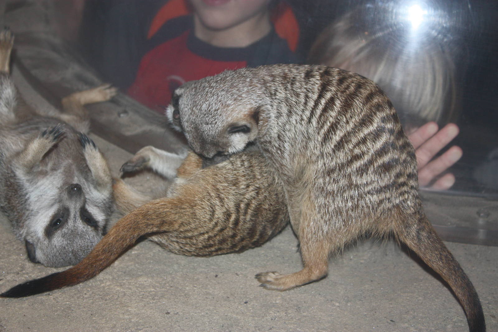 Africa: From the Desert to the Sea- Rowdy Meerkats