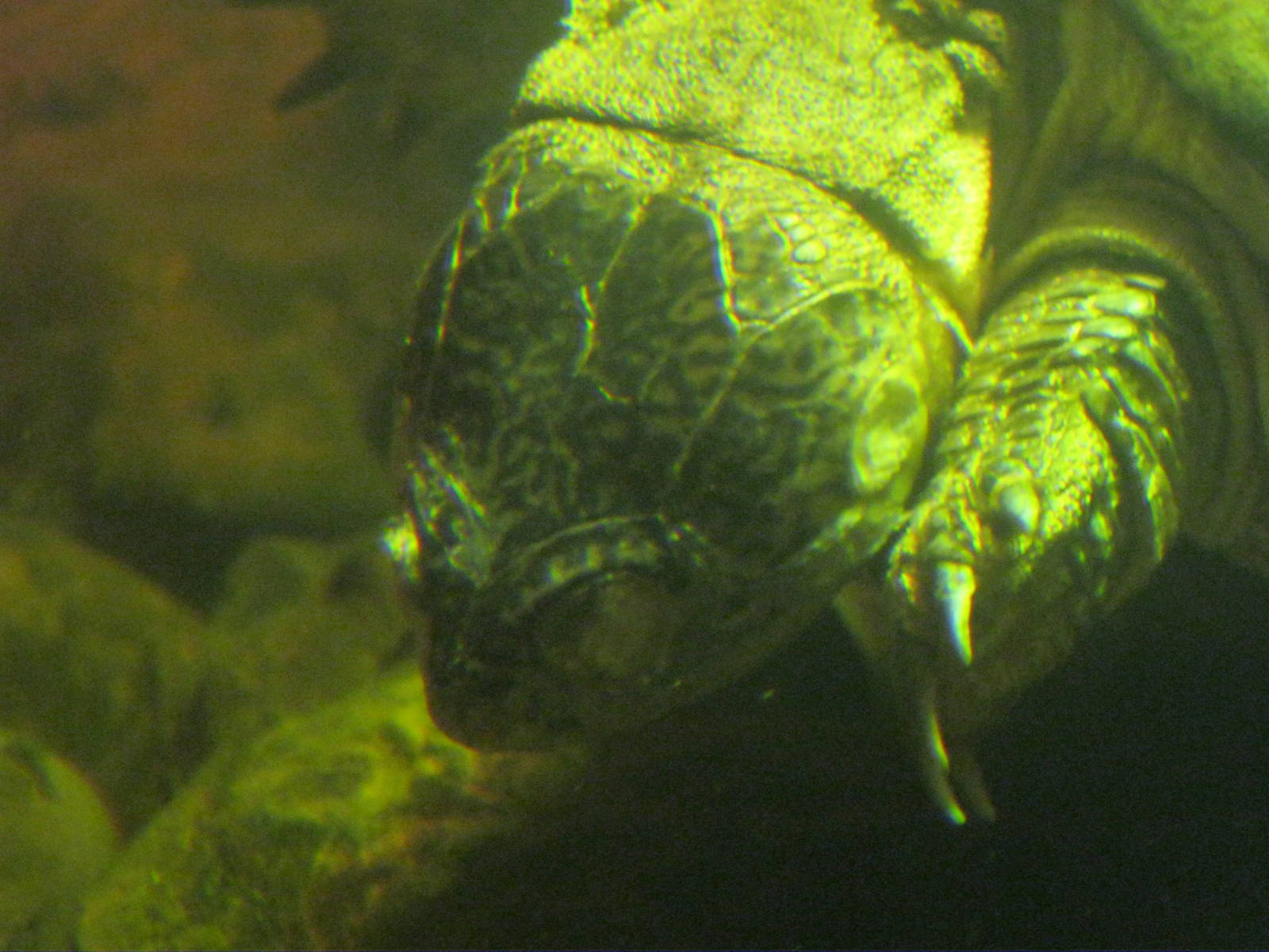 Africa: From the Deserts to the Sea- African Black Mud Turtle