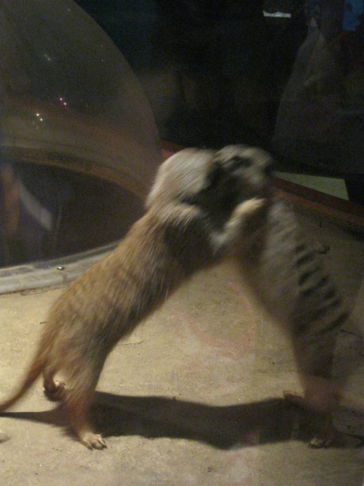 Africa: From the Deserts to the Sea- Brawl of the Century