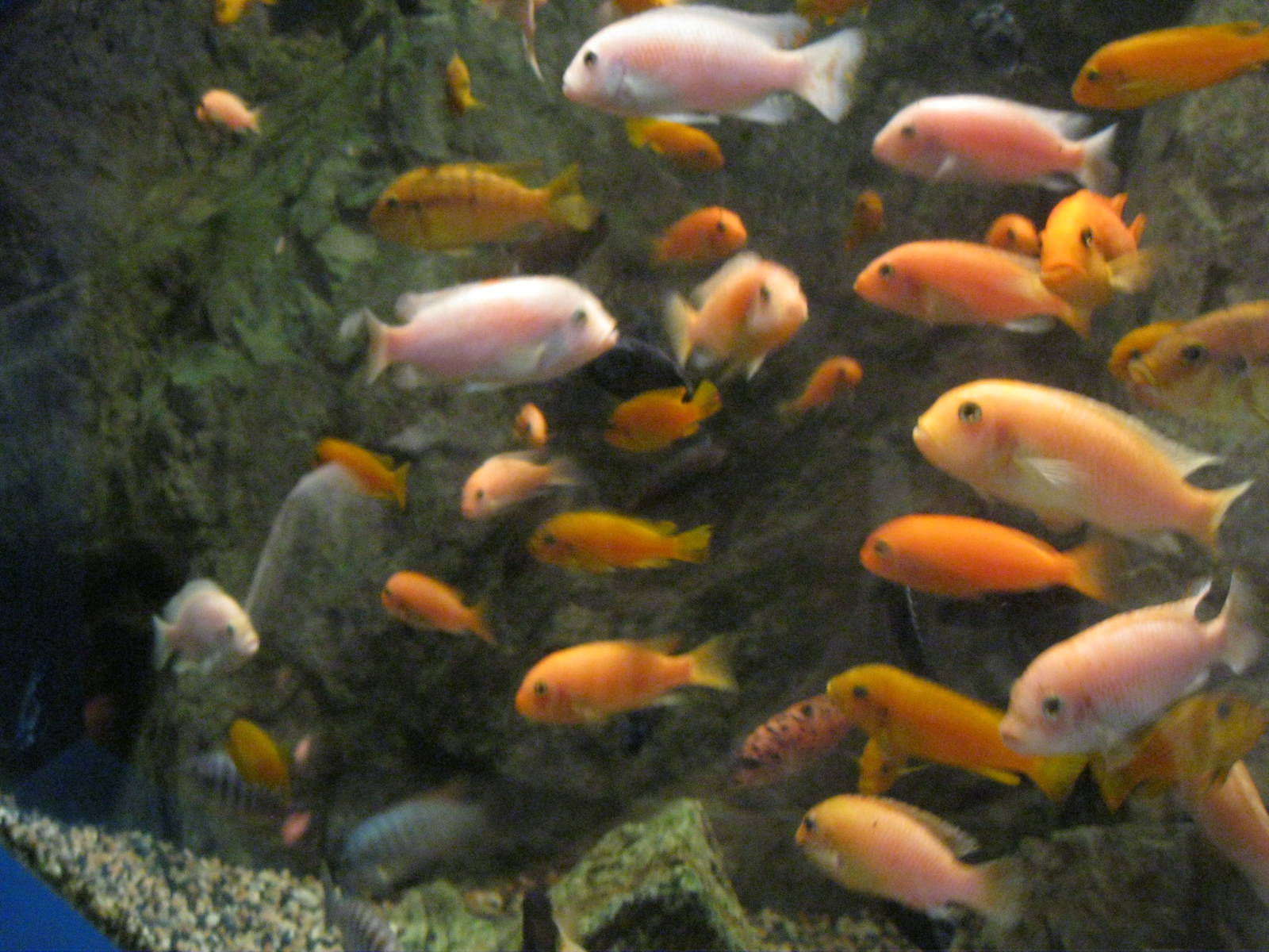 Africa: From the Deserts to the Sea- Lake Malawi Cichlid Exhibit