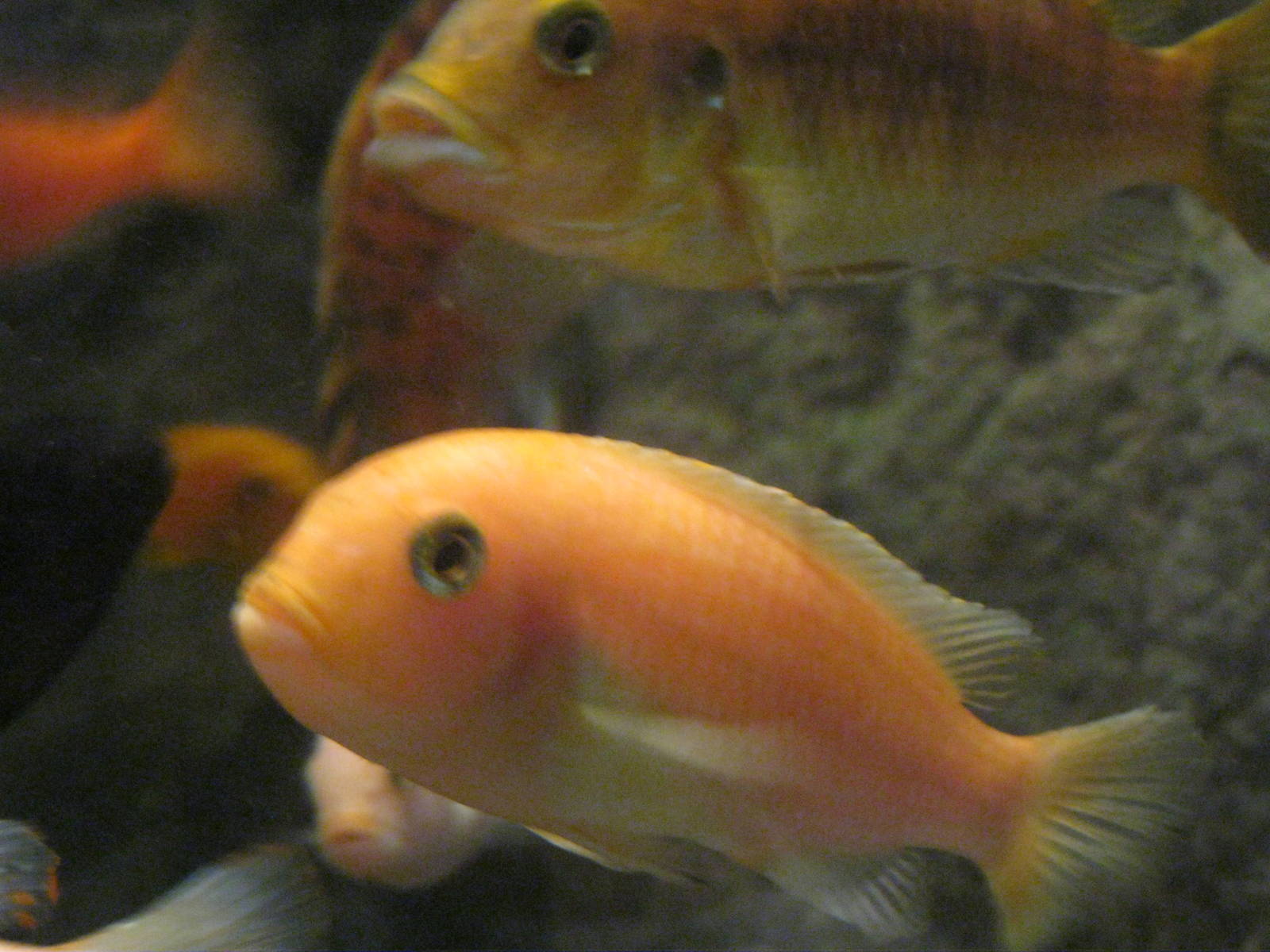 Africa: From the Deserts to the Sea- Lake Malawi Cichlid