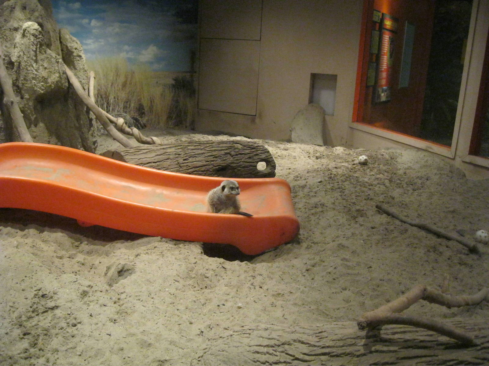 Africa: From the Deserts to the Sea- Meerkat Exhibit