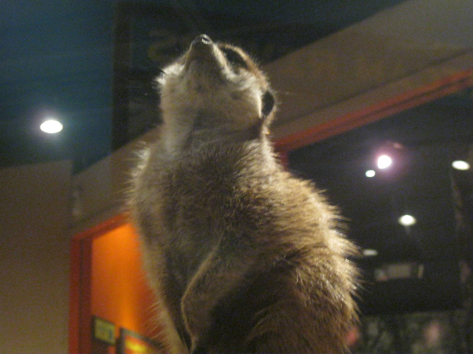 Africa: From the Deserts to the Sea- Meerkat Sentry