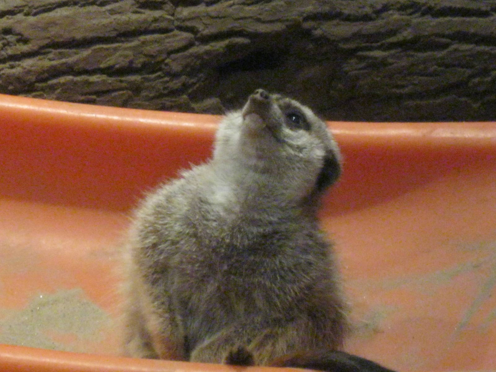 Africa: From the Deserts to the Sea- Meerkat