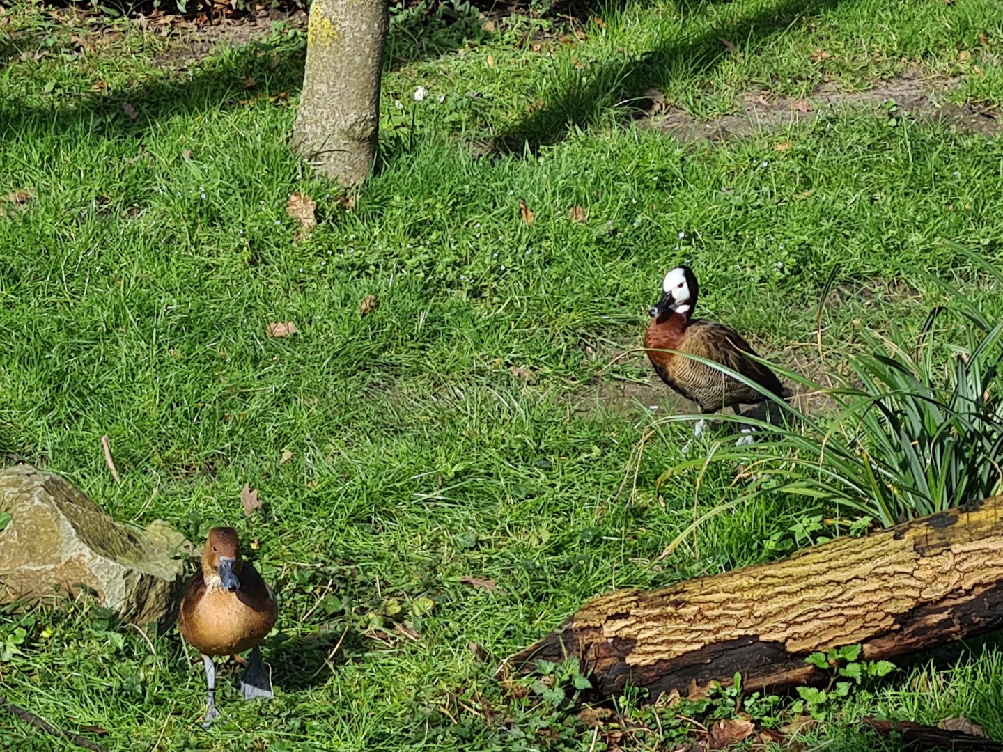 Africa - Fulvous and White-faced whistling-duck in Okapi aviary