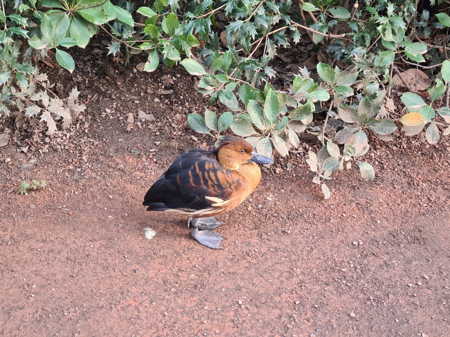 Africa - Fulvous whistling-duck in Okapi aviary