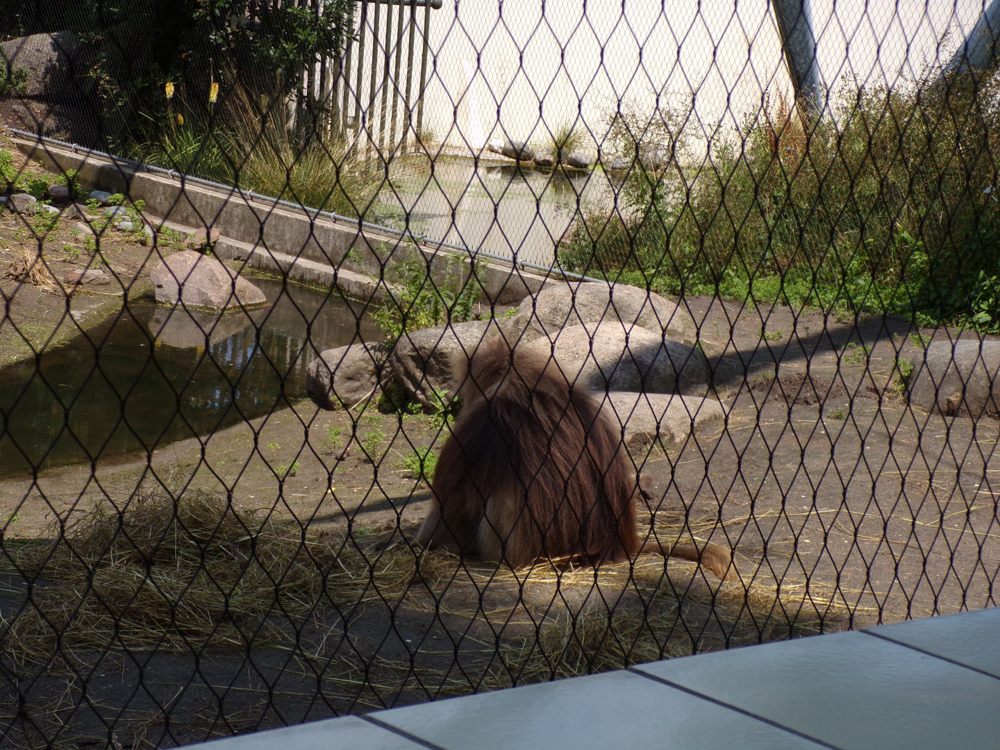 Africa- Gelada 13.7.23