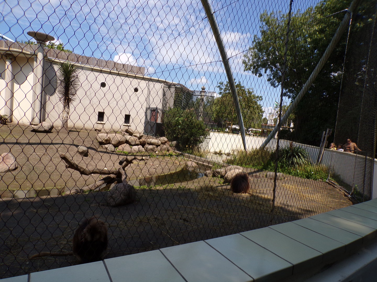 Africa- Gelada enclosure 13.7.23