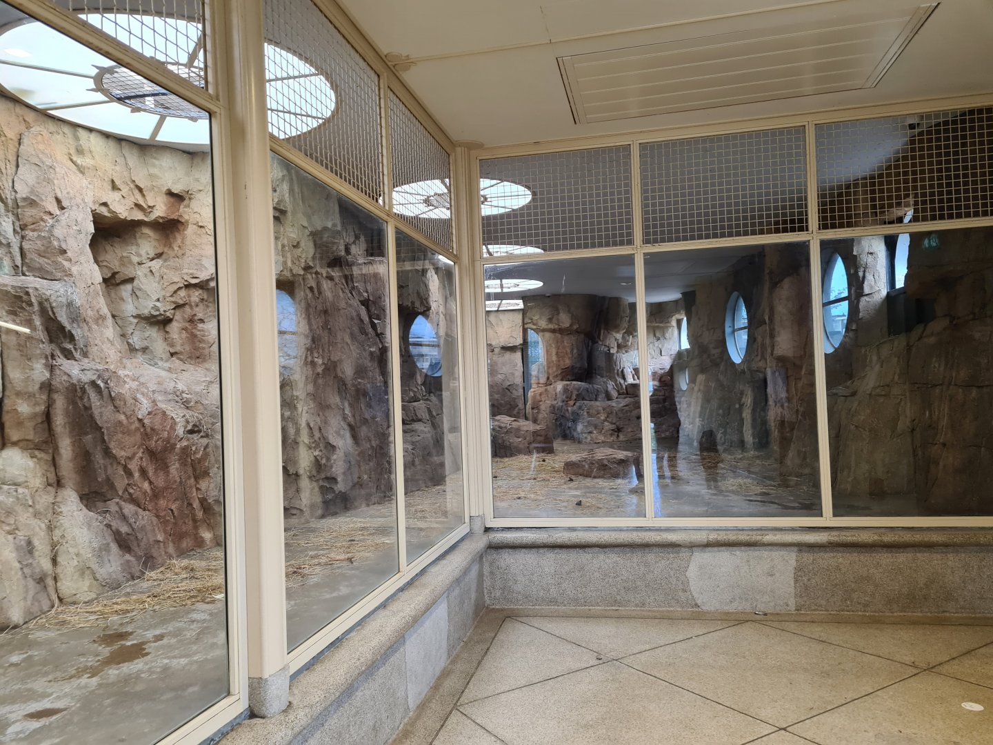 Africa - Gelada indoor holding