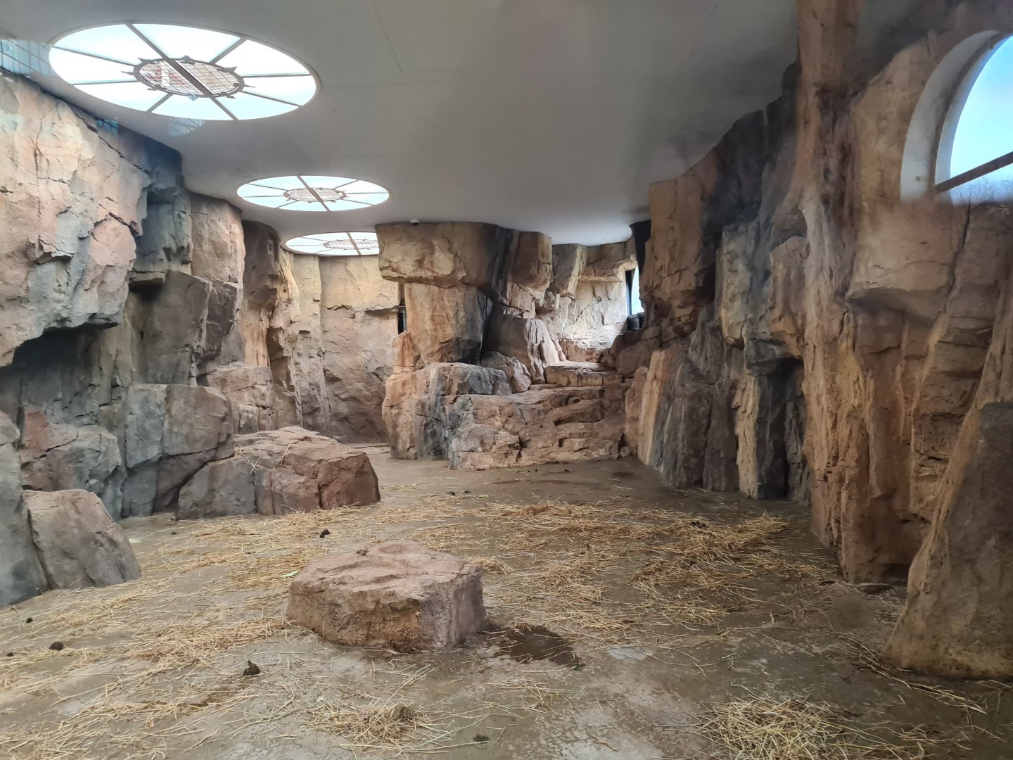 Africa - Gelada indoor holding