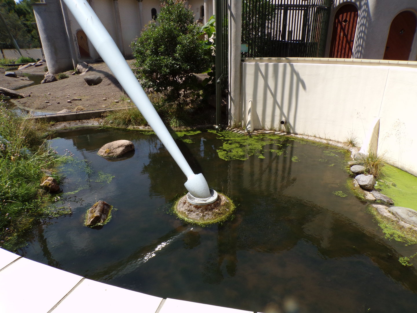 Africa- Gelada moat 13.7.23