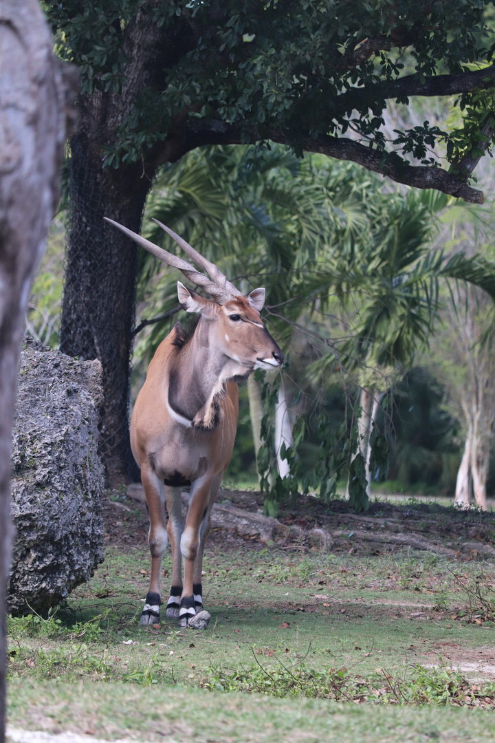 Africa - Giant Eland