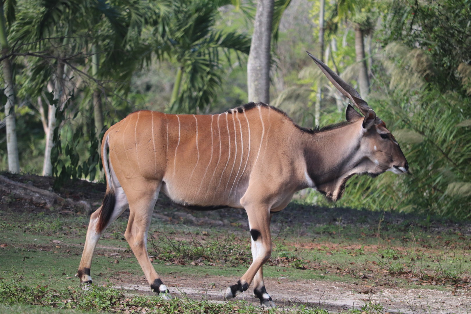 Africa - Giant Eland