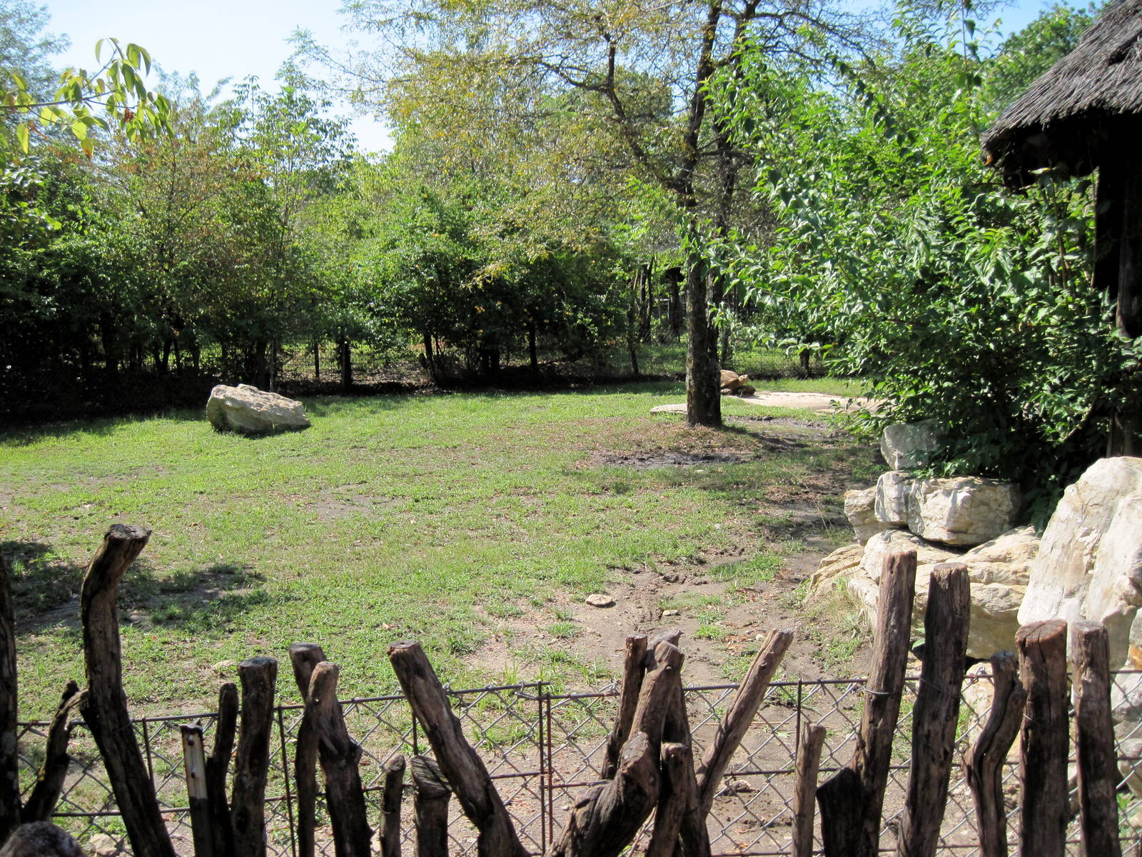 Africa-Giant Tortoise Exhibit
