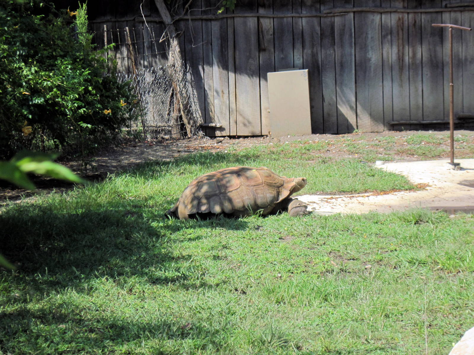 Africa-Giant Tprtoise