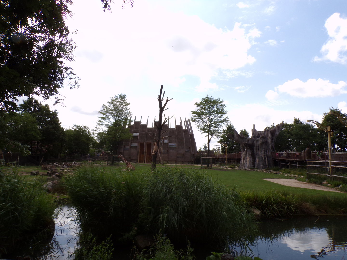 Africa- Giraffe and Greater kudu enclosure 13.7.23