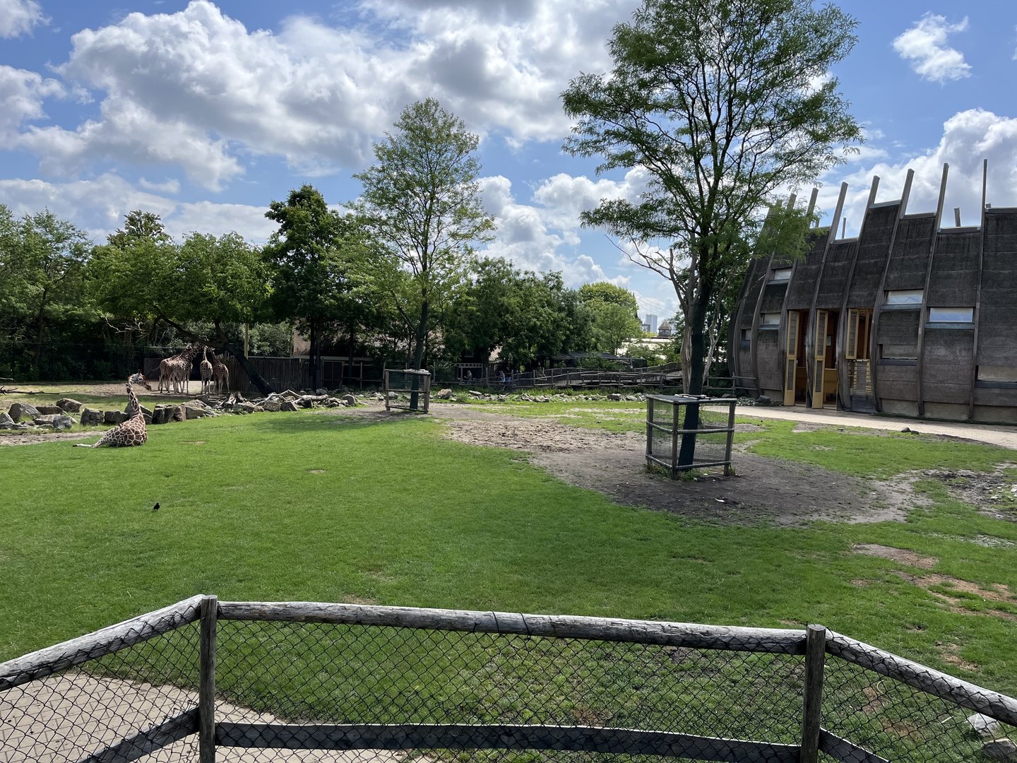 Africa- Giraffe and Greater kudu enclosure 13.7.23