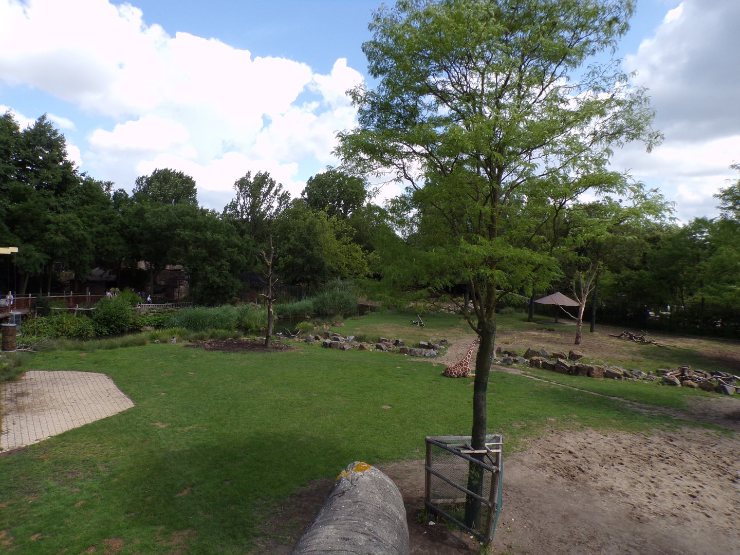 Africa- Giraffe and Greater kudu enclosure 13.7.23