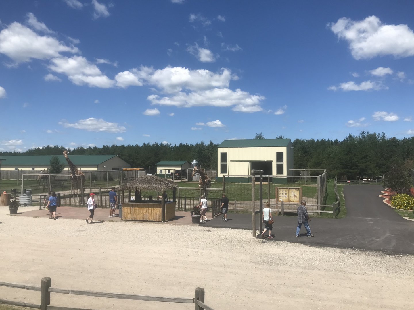 “Africa” - Giraffe Exhibit