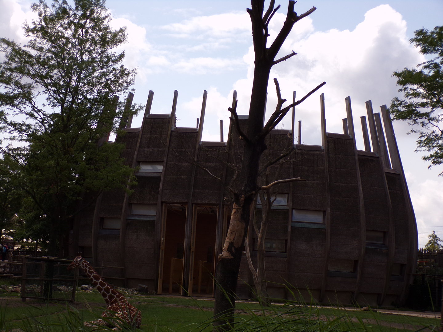 Africa- Giraffe house 13.7.23