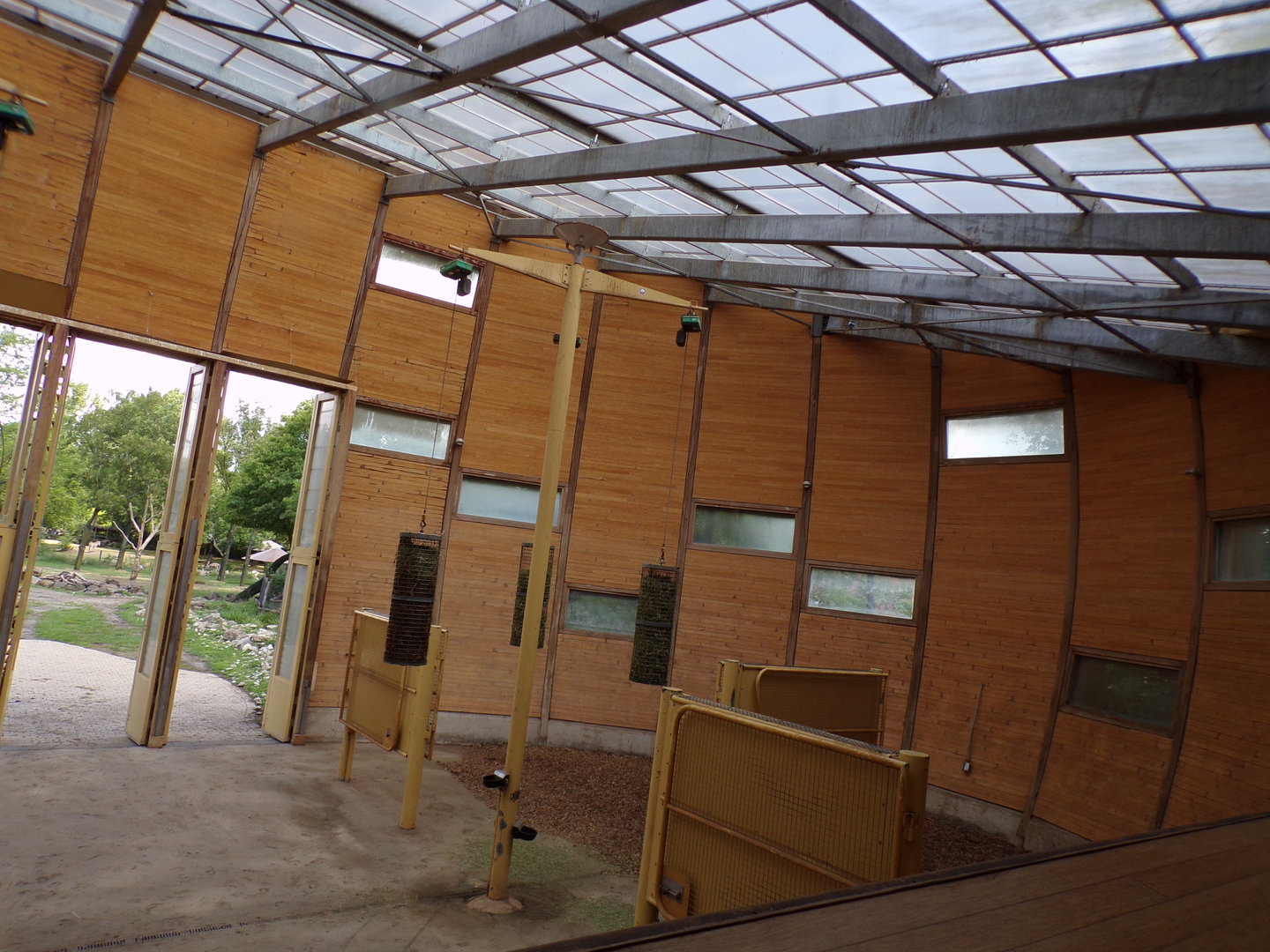 Africa- Giraffe indoors 13.7.23