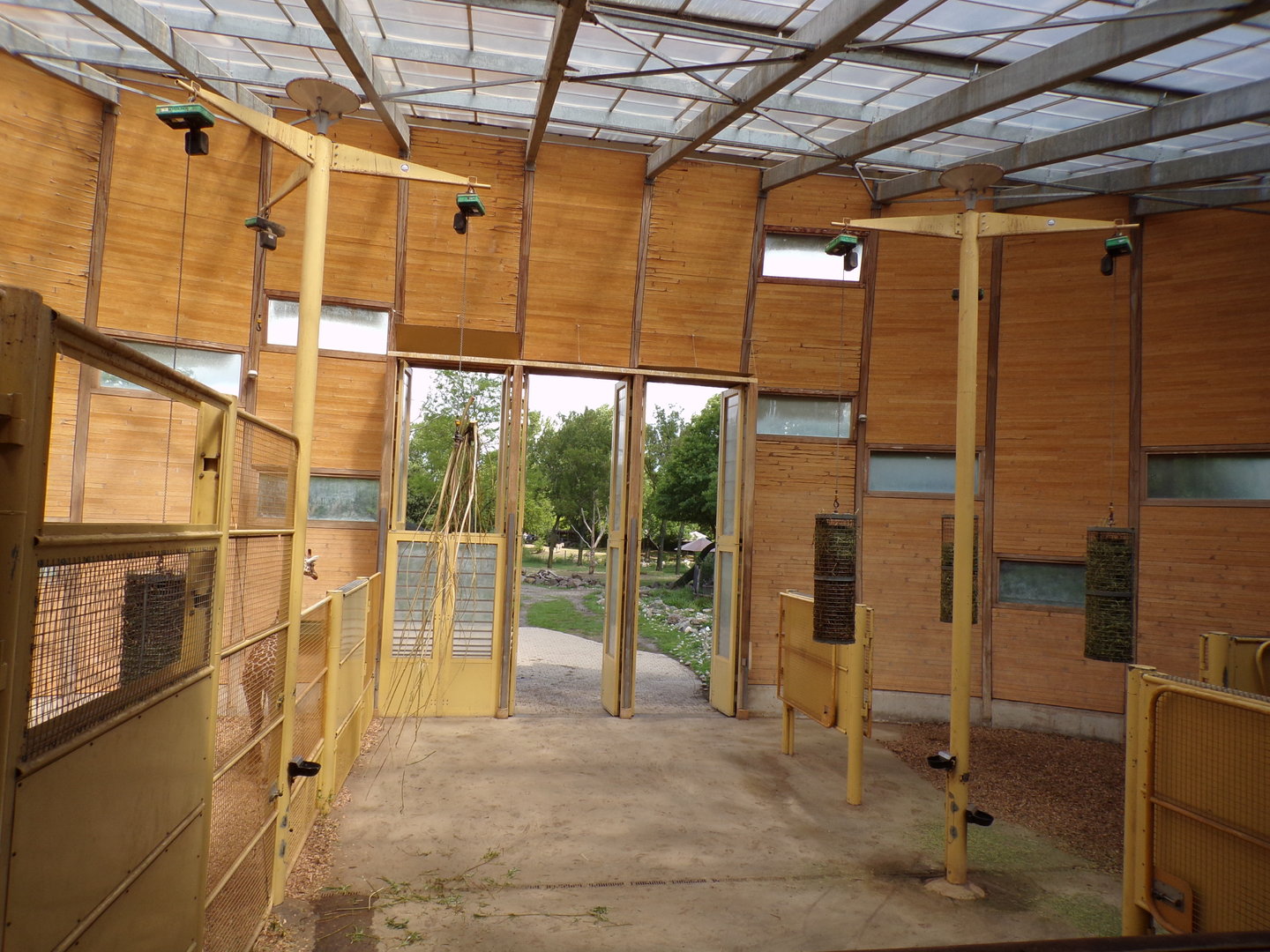 Africa- Giraffe indoors 13.7.23