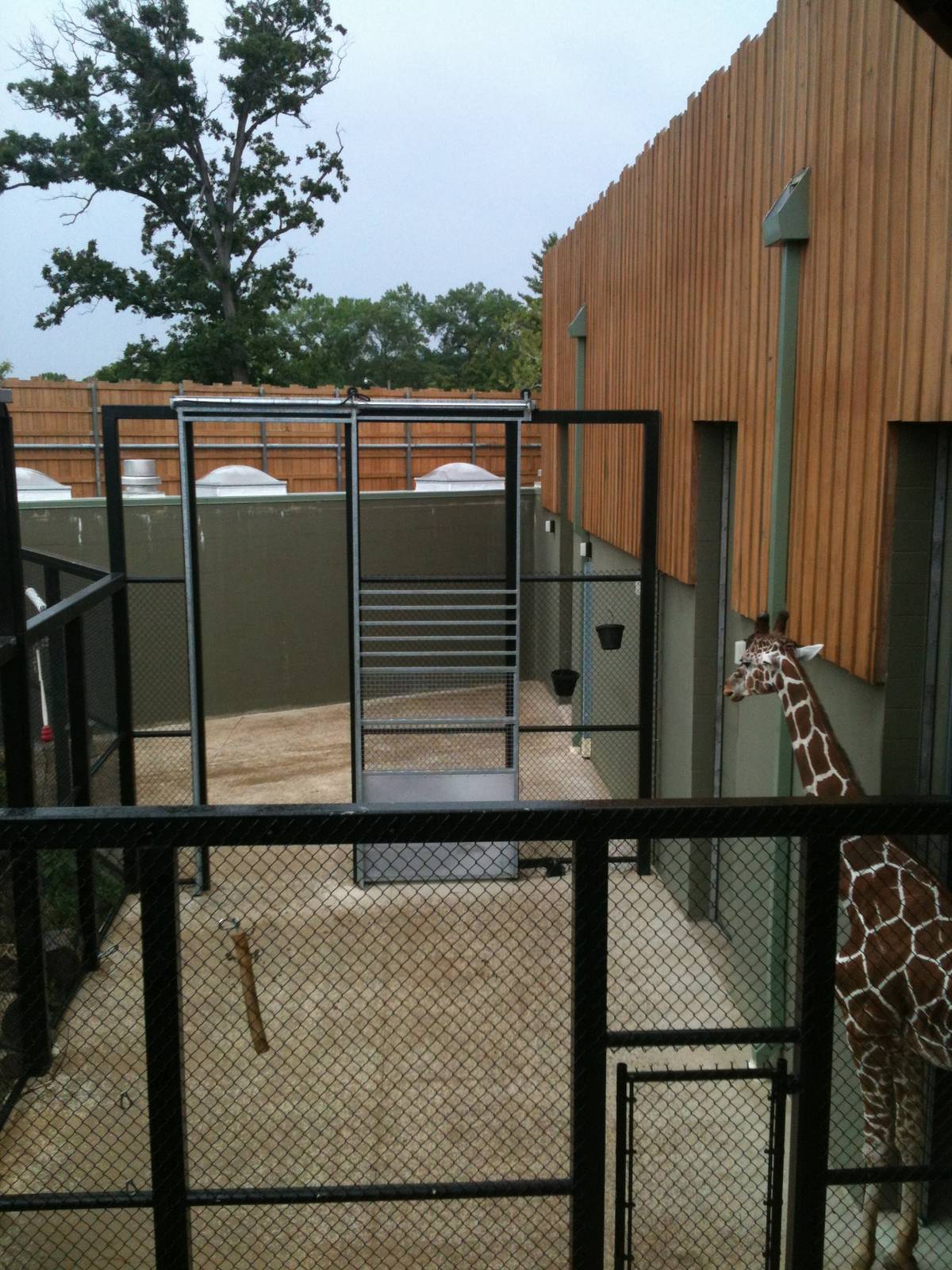 Africa-Giraffe outside the giraffe Barn.