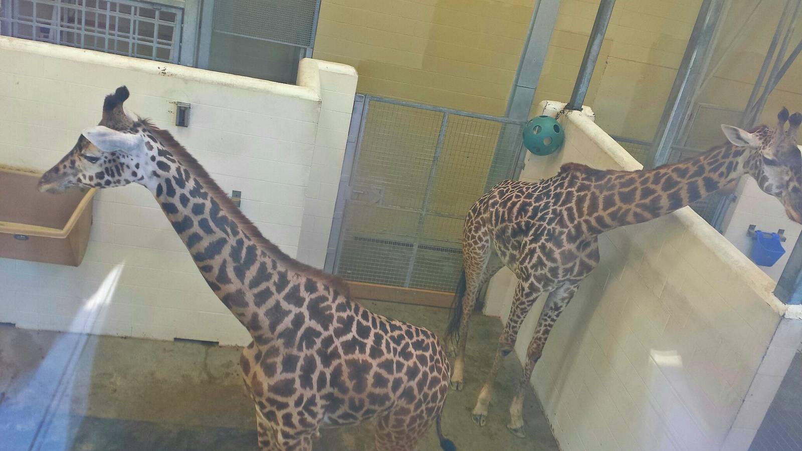 Africa - Giraffe Ridge