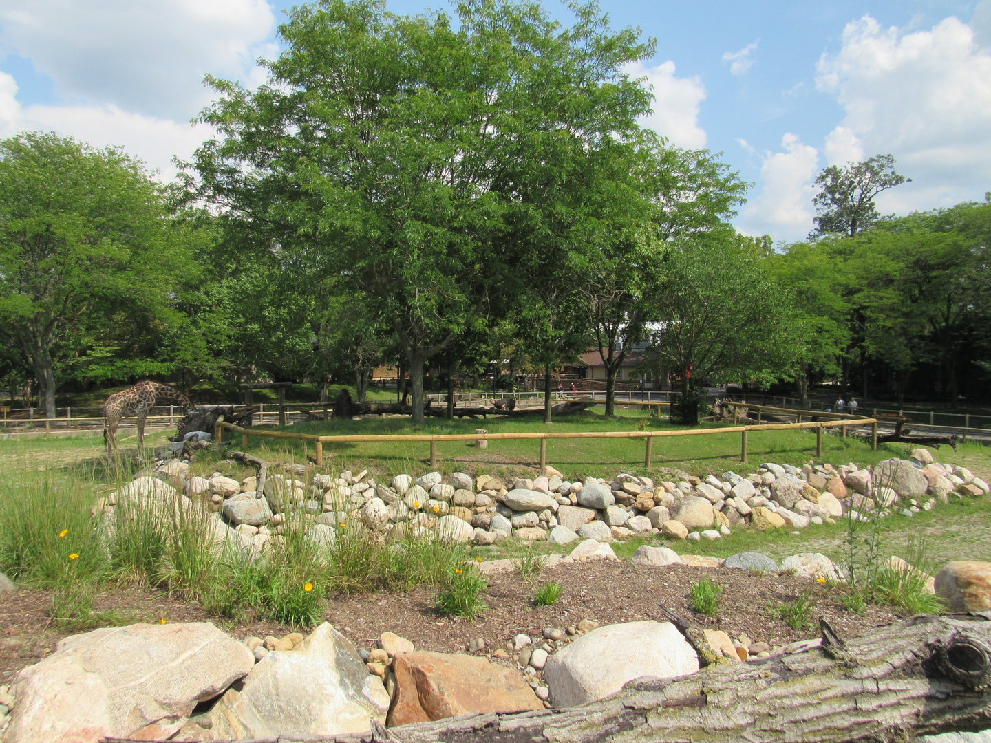 Africa - Giraffe Savanna elevated view