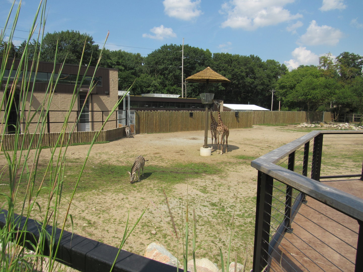 Africa - Giraffe Savanna elevated view