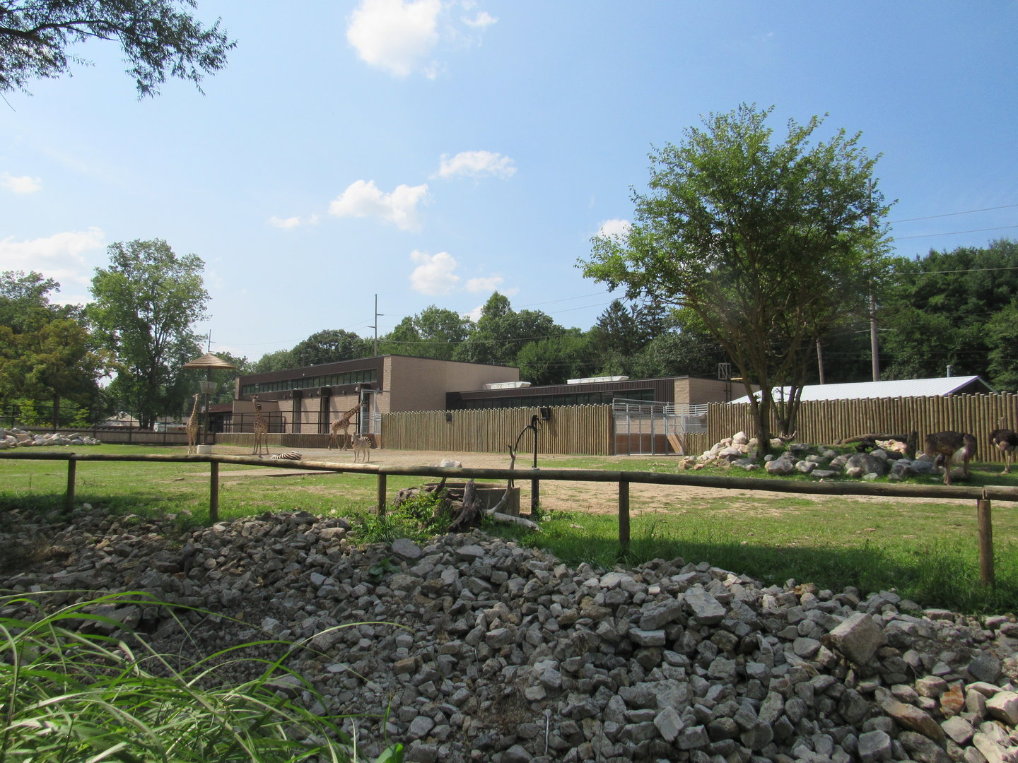 Africa - Giraffe Savanna (New in 2022)