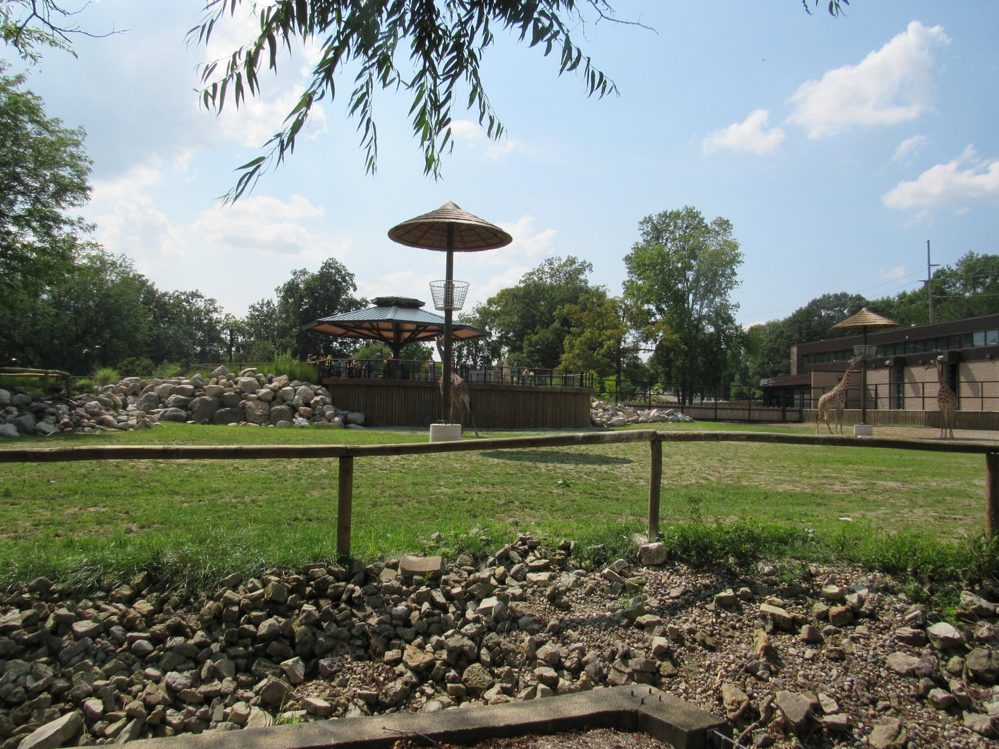 Africa - Giraffe Savanna (New in 2022)