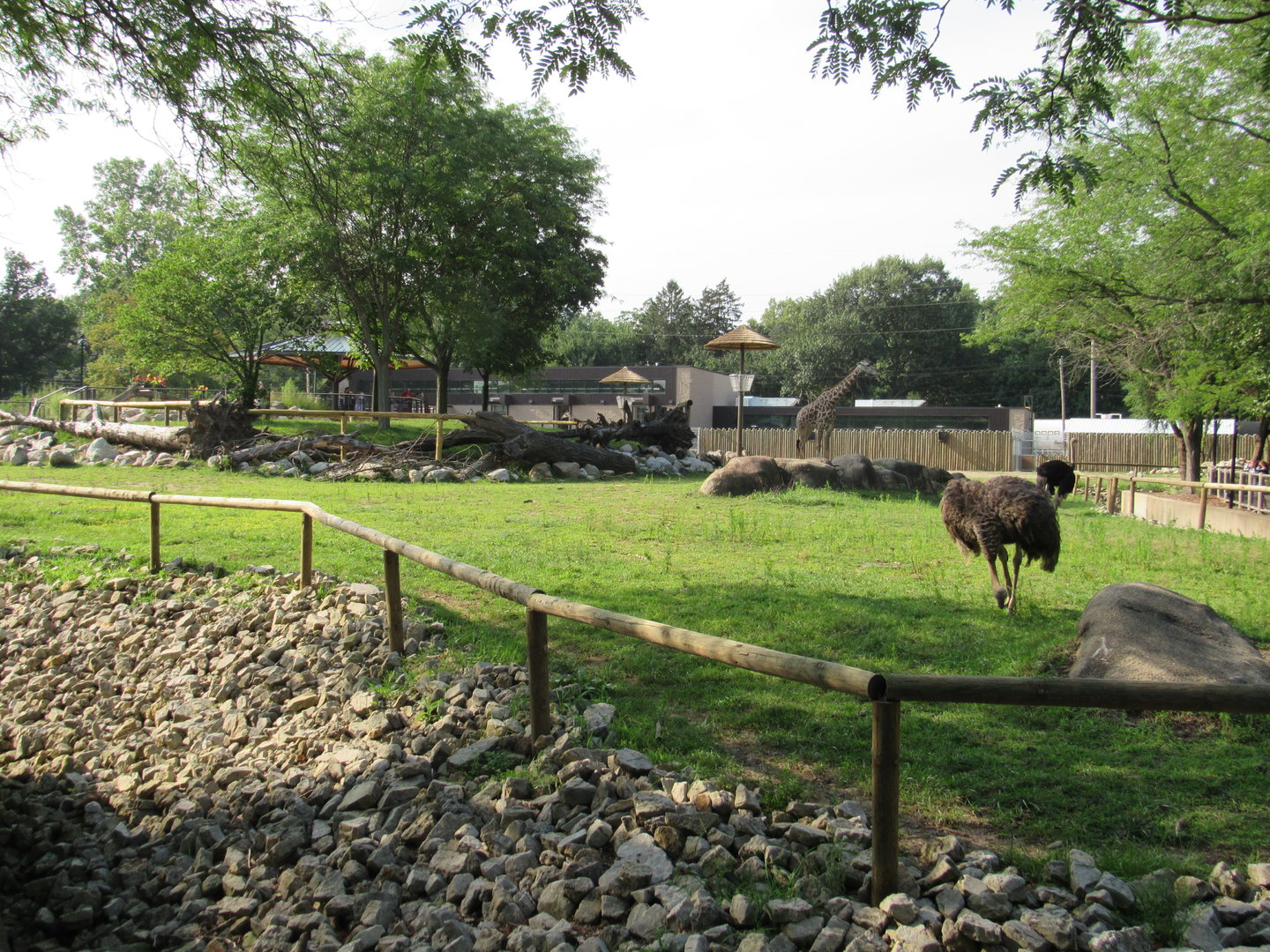 Africa - Giraffe Savanna (New in 2022)