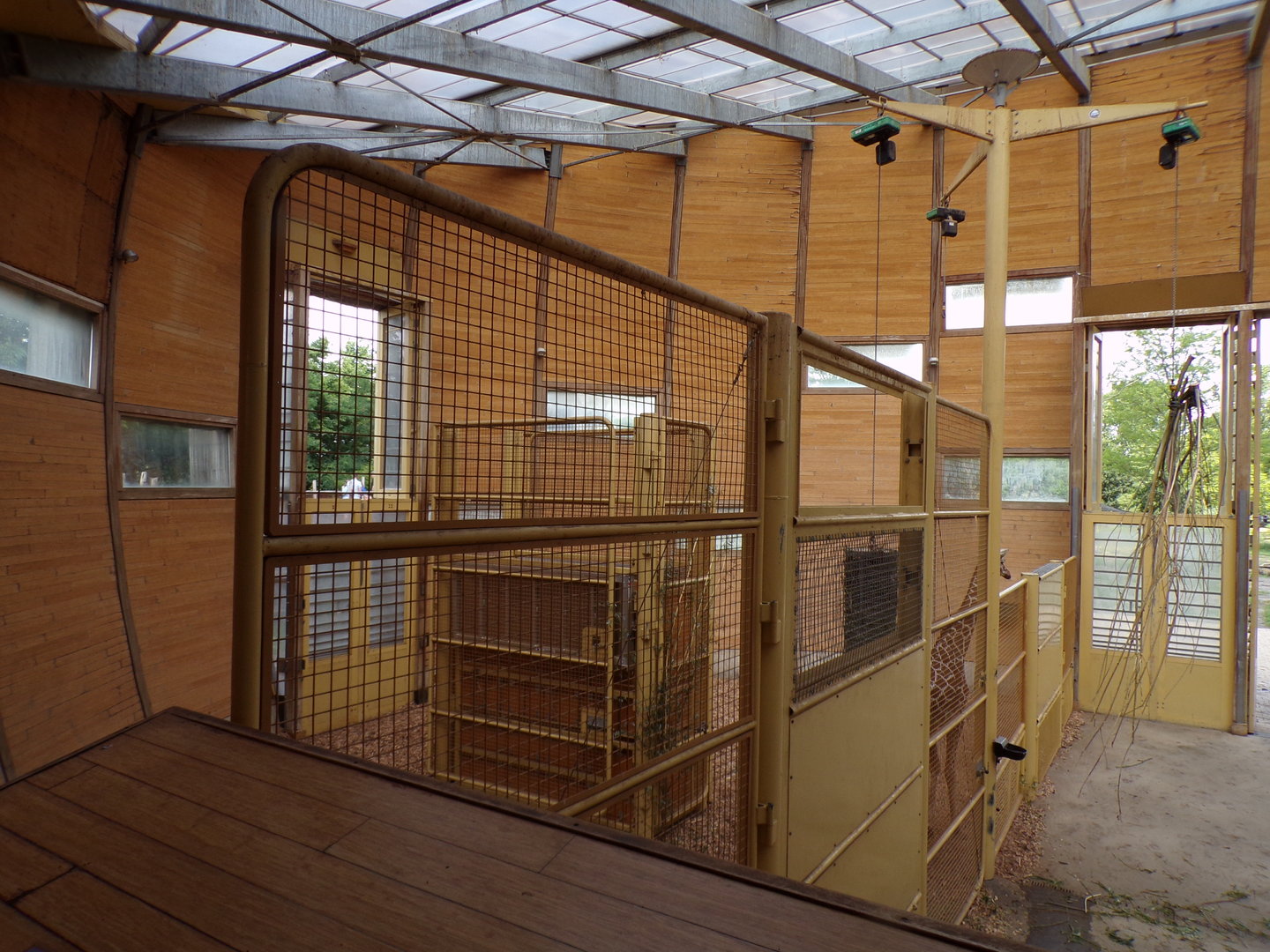 Africa- Giraffe separated area 13.7.23