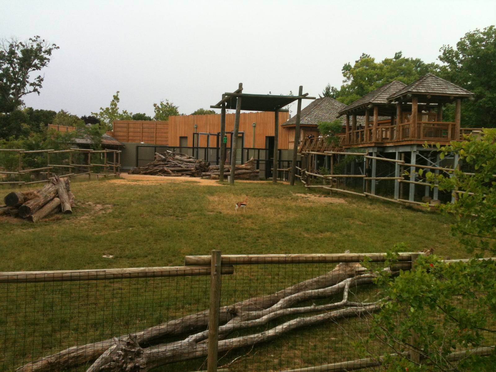 Africa-Giraffe, Thomson's gazelle, Gernuk exhibit.