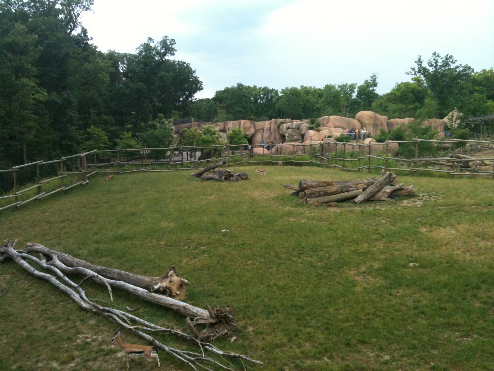 Africa-Giraffe, Thomson's gazelle, Gernuk exhibit.