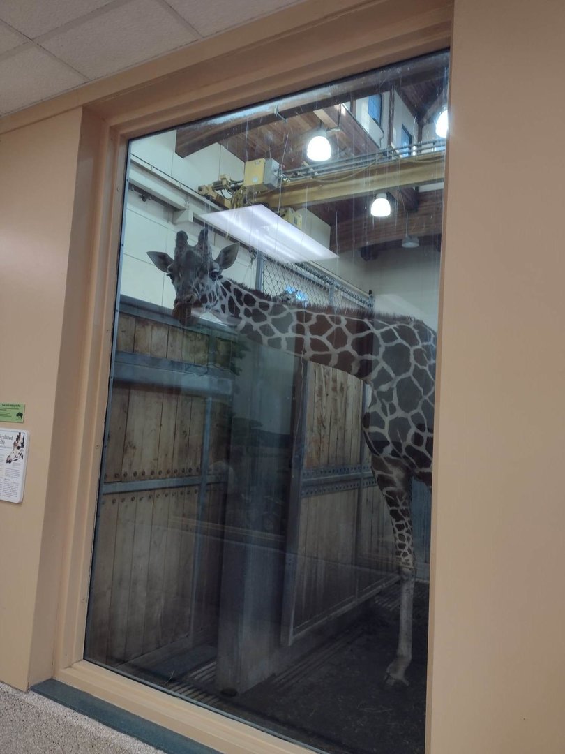 Africa- Giraffe Winter Viewing