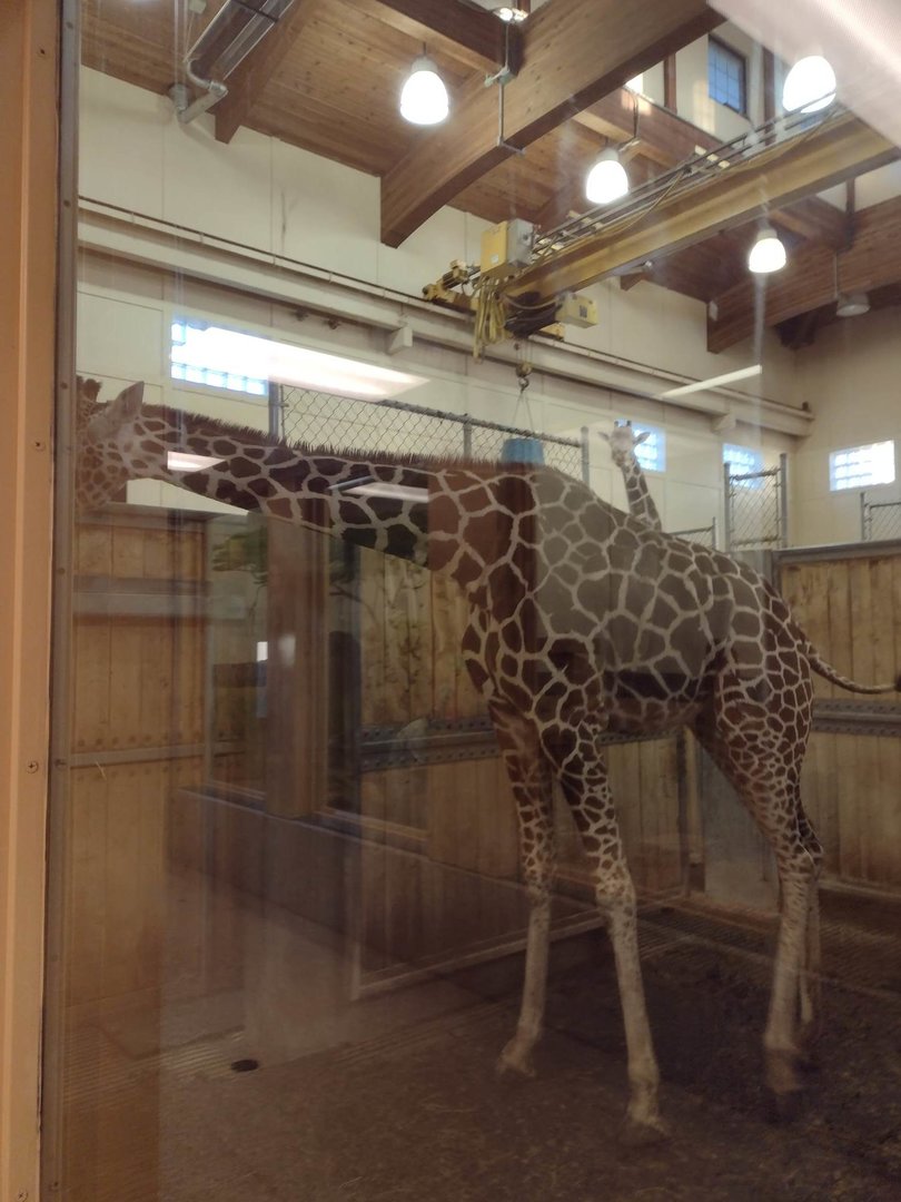 Africa- Giraffe Winter Viewing