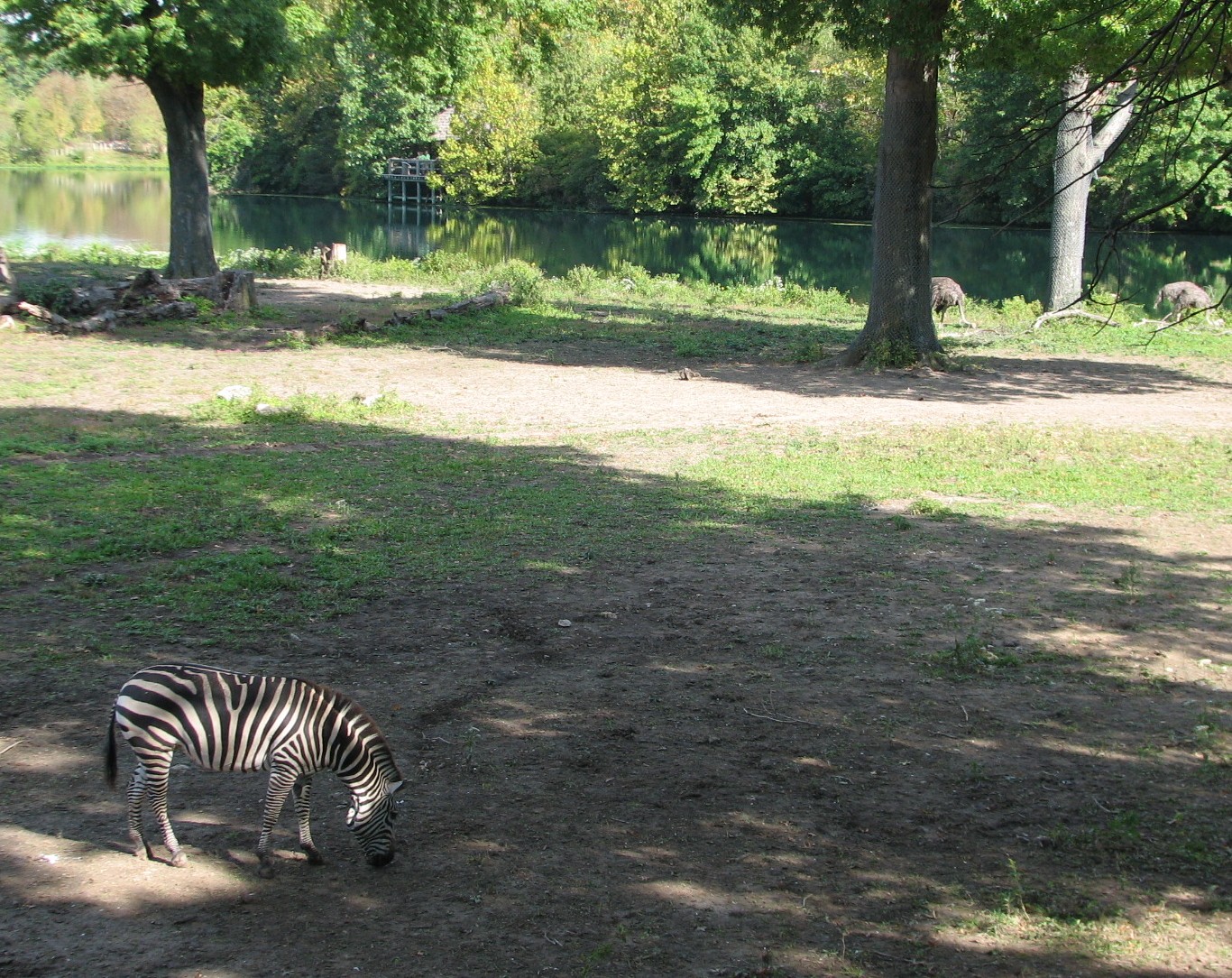 Africa - Giraffe, Zebra, and Ostrich Exhibit