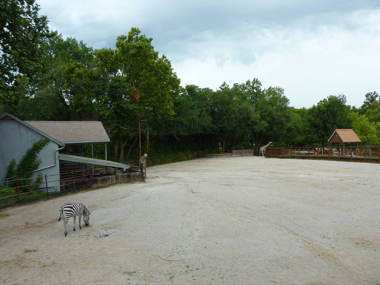 Africa - Giraffe/Zebra Exhibit