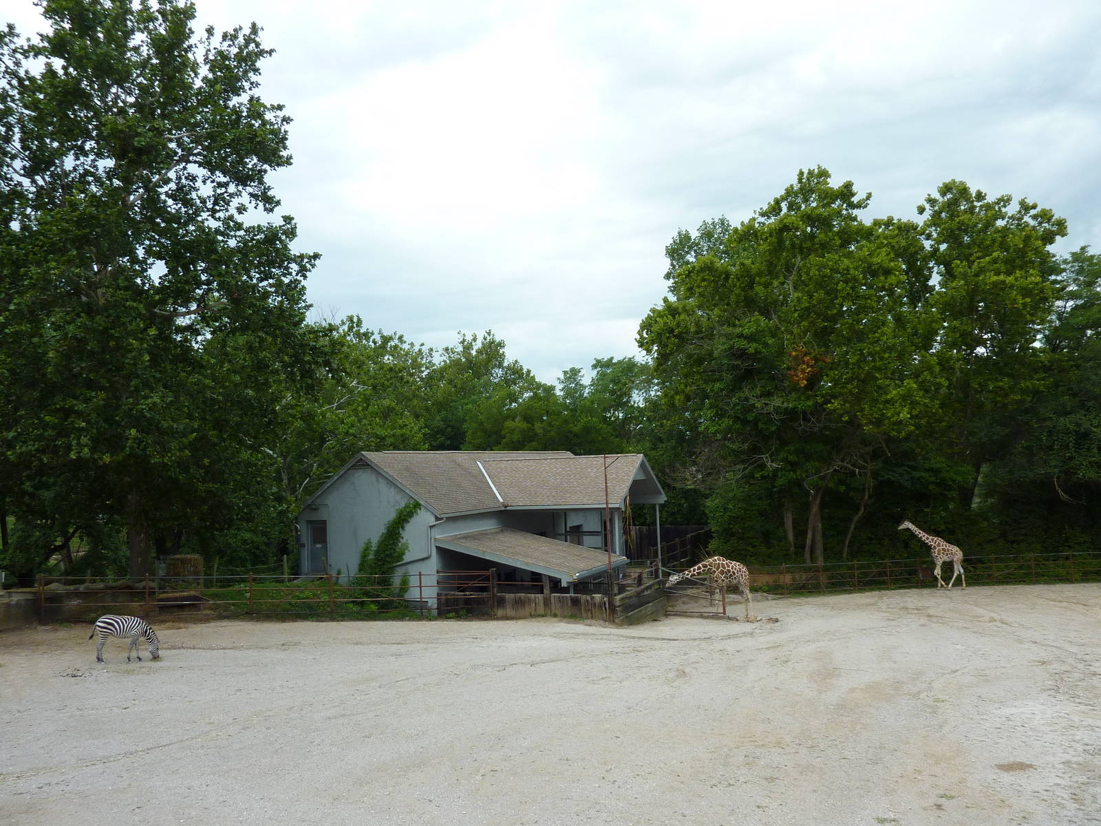 Africa - Giraffe/Zebra Exhibit