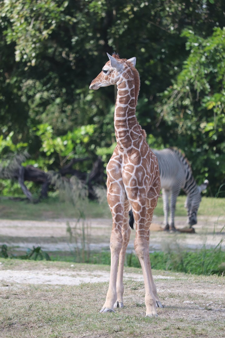 Africa - Giraffe